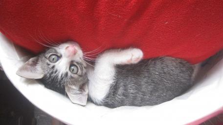 Playful Kitten Relaxing in Cozy Space wallpaper