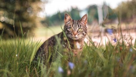 Majestic Cat in Nature’s Embrace wallpaper