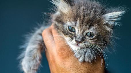 Adorable Kitten in Gentle Handhold wallpaper