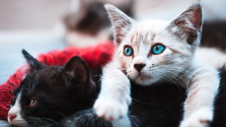 Charming Kittens with Captivating Blue Eyes wallpaper