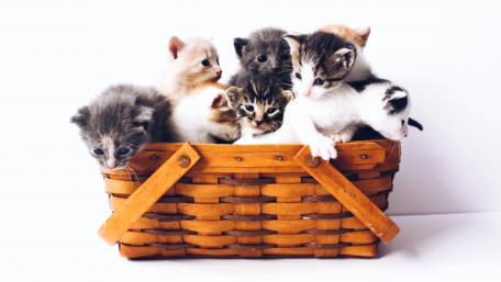Adorable Kittens Snuggled in a Basket wallpaper