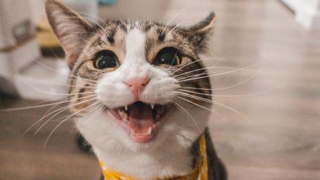 Joyful Cat with a Bright Smile for Your Space wallpaper