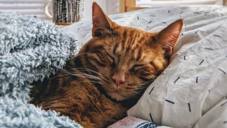 Cozy Cat Napping in Bed wallpaper