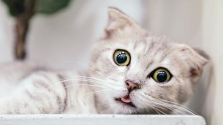 Startled cat wallpaper