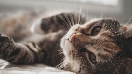 Cozy Cat Moments wallpaper