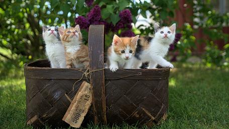 Cute Kittens in a Basket Enjoying Nature wallpaper