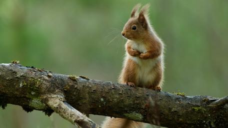Adorable Squirrel on a Branch wallpaper