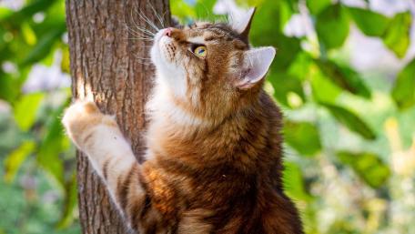 Majestic Cat Among Nature's Beauty wallpaper