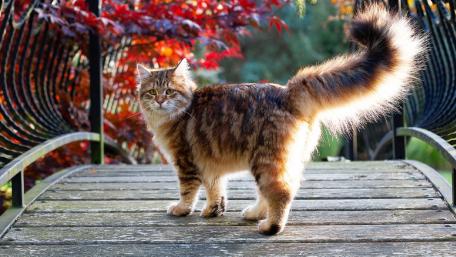 Majestic Cat On A Bridge Among Autumn Foliage wallpaper