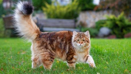Furry Feline Exploring the Garden wallpaper