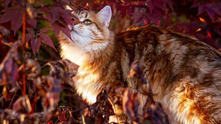 Majestic Feline Among Autumn Leaves wallpaper