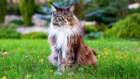 Majestic Cat in a Lush Green Meadow wallpaper