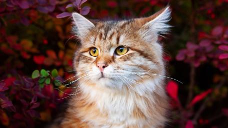 Majestic Cat Among Colorful Foliage wallpaper