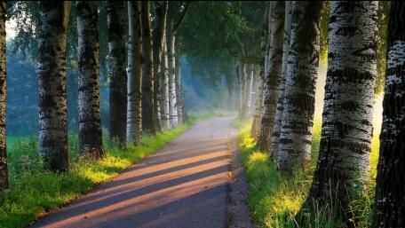 Serene Tree-Lined Pathway Through Nature's Embrace wallpaper