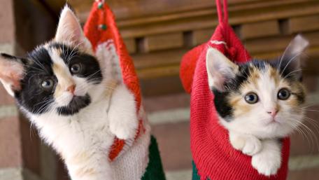 Hanging cats wallpaper