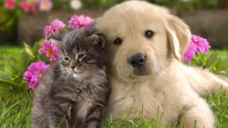 Adorable Pets Sharing a Moment Together wallpaper