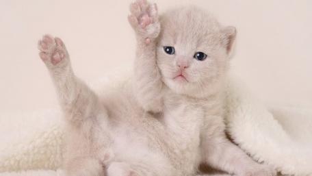 Adorable White Kitten with Playful Pose wallpaper