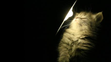 Whimsical Cat Beneath a Soft Glow wallpaper