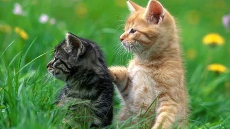 Playful Kittens in a Sunlit Meadow wallpaper