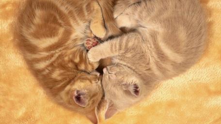 Cat heart wallpaper