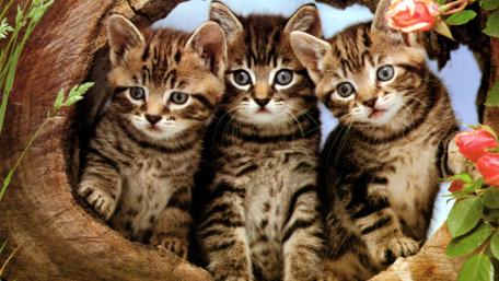 Adorable Kittens Peeking from a Log wallpaper