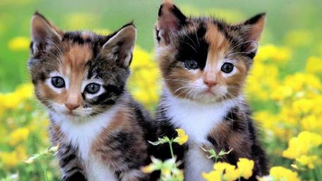 Adorable Kittens Surrounded by Blossoms wallpaper