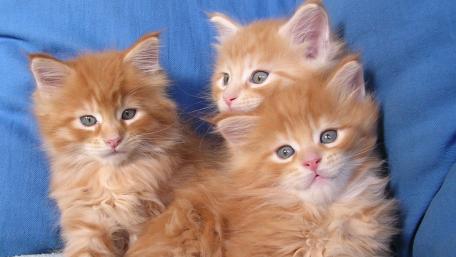 Adorable Orange Kittens Playfully Cuddling Together wallpaper