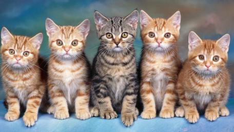 Adorable Cats Line Up for a Portrait wallpaper