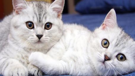 Adorable Cats Relaxing Together wallpaper