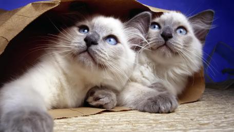 Adorable Kittens Peeking from a Bag wallpaper
