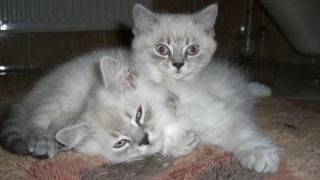 Adorable Kittens Cuddling Together wallpaper