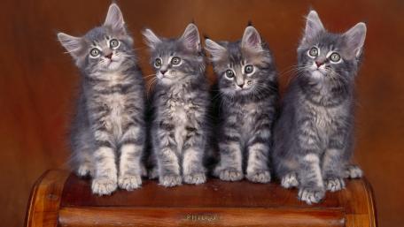 Adorable Kittens Grouping Together for a Perfect Portrait wallpaper