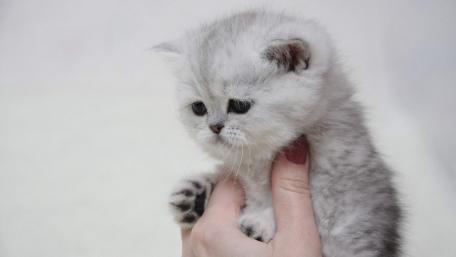 Captivating Kitten Charm wallpaper
