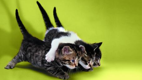 Playful Kittens in Friendship wallpaper