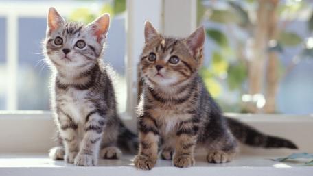 Adorable Kittens Curiously Exploring Their World wallpaper