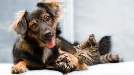 Adorable Dog and Cat Cuddle Together wallpaper