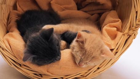 Cozy Kittens Nestled Together in a Basket wallpaper