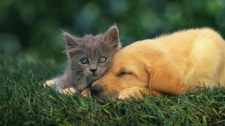 Adorable Friendship Between a Puppy and Kitten wallpaper