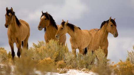 Horses in Winter Serenity wallpaper