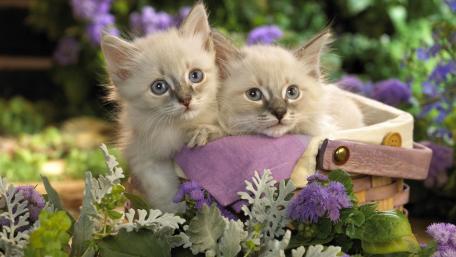 Adorable Kittens in a Flower Basket wallpaper