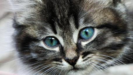 Captivating Kitten with Striking Blue Eyes wallpaper