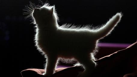 Elegant White Cat in Mysterious Darkness wallpaper