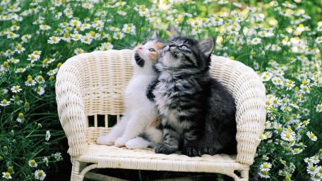 Cute Kittens in a Flower Garden wallpaper