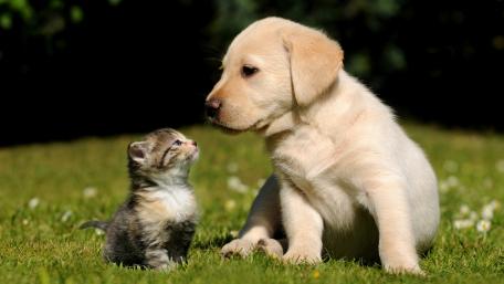 Adorable Puppy and Kitten Friendship Wallpaper wallpaper