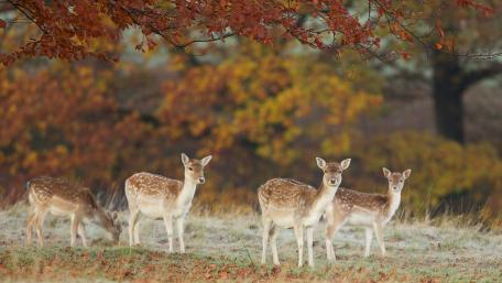 Gentle Deer in Autumn Bliss wallpaper