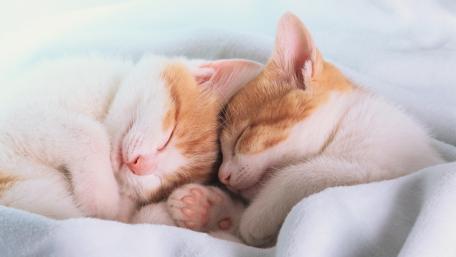 Cozy Kittens in a Dreamy Nap wallpaper