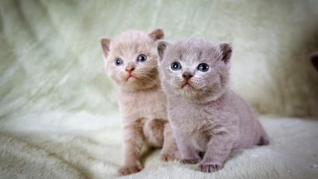 Adorable Kittens Bringing Joy to Your Day wallpaper