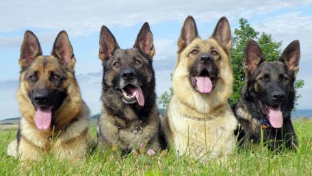 Majestic German Shepherds in a Natural Setting wallpaper