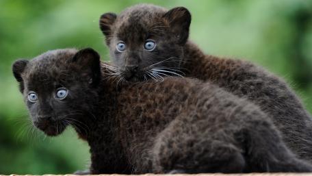 Adorable Black Panther Cubs in the Wild wallpaper