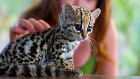Baby Ocelot wallpaper